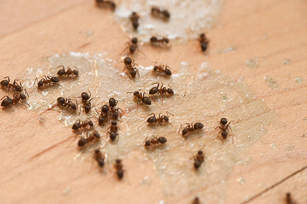  North Terre Haute, IN Pest Control Pros